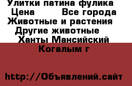 Улитки патина фулика › Цена ­ 10 - Все города Животные и растения » Другие животные   . Ханты-Мансийский,Когалым г.